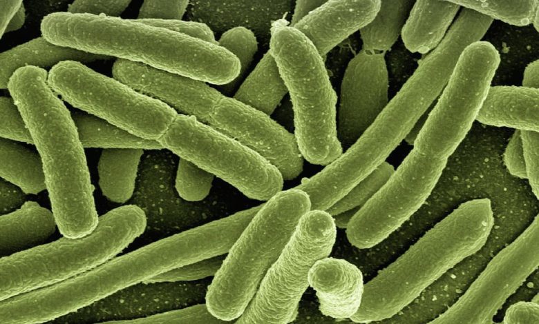 koli bacteria 123081 1280 koli bacteria 123081 1280