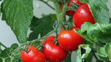 benefits of tomato benefits of tomato