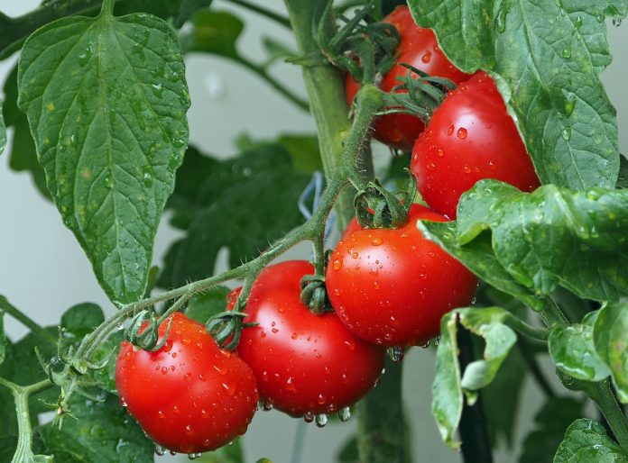 benefits of tomato