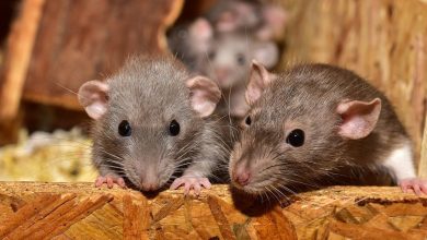 easy ways to stop rats from eating car wiring easy ways to stop rats from eating car wiring
